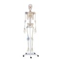 Erler Zimmer "Skeleton Otto with Ligament Apparatus" Skeleton Model