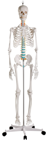 Erler Zimmer "Oscar for Schools" Skeleton Model