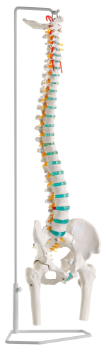Erler Zimmer "Flexible Spine" Skeleton Model