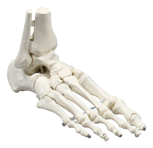 Erler Zimmer "Foot Skeleton" Skeleton Model
