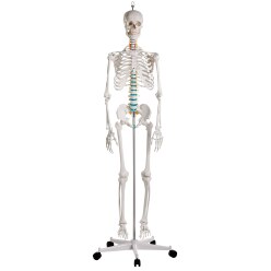  Erler Zimmer "Oscar for Schools" Skeleton Model