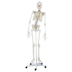  Erler Zimmer Skeleton "Hugo", Flexible Skeleton Model