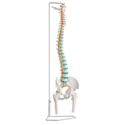  Erler Zimmer "Flexible Spine" Skeleton Model