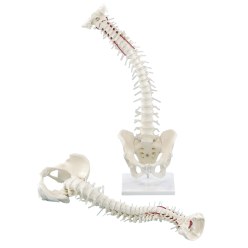  Erler Zimmer "Flexible Spine with Pelvis and Stand" Skeleton Model