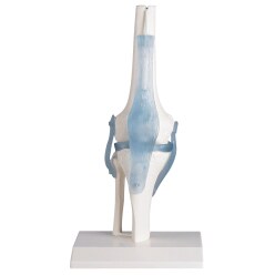  Erler Zimmer "Knee Joint with Ligaments" Skeleton Model