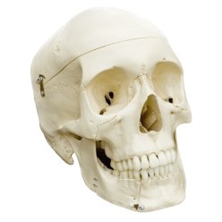 4-Part Skull – Standard / Anatomical Model