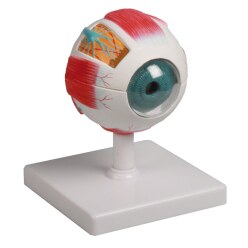  Erler Zimmer "Eye" Anatomy Model