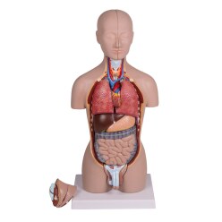  Erler Zimmer "Miniature Torso" Anatomy Model