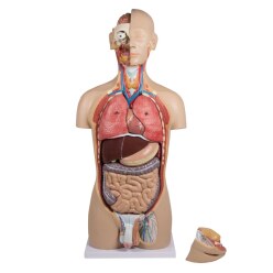  Erler Zimmer Anatomy Model of Torso with Open Back