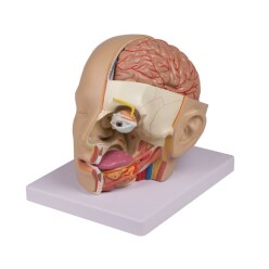  Erler Zimmer "Head" Anatomy Model