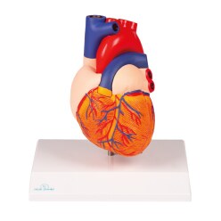  Erler Zimmer "Heart" Anatomy Model
