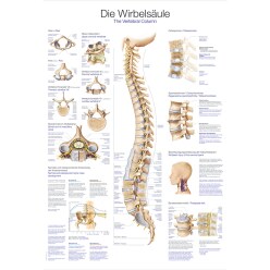 Anatomic Wall Charts (in German) The spinal cord