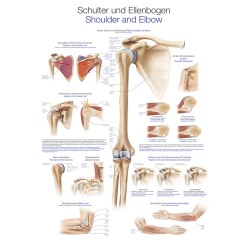 Anatomic Wall Charts (in German) The spinal cord