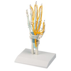  Erler Zimmer "Hand Skeleton" Skeleton Model