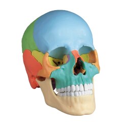  Erler Zimmer 22-Part Osteopathy Skull Model