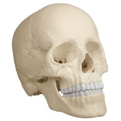  Erler Zimmer 22-Part Osteopathy Skull Model