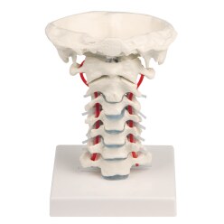  Erler Zimmer "Cervical Spine with Tripod" Skeleton Model