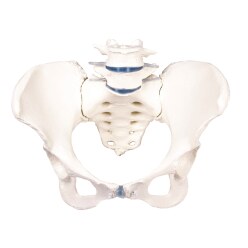  Erler Zimmer "Female Pelvis with Sacrum and 2 Lumbar Vertebrae" Skeleton Model