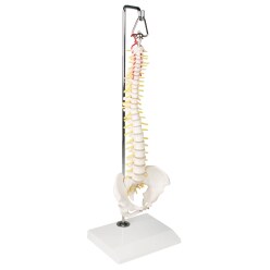  Erler Zimmer "Miniature Spine on hanging Tripod" Skeleton Model