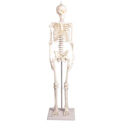  Erler Zimmer "Miniature Skeleton Paul with movable Spine" Skeleton Model