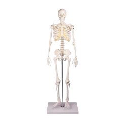  Erler Zimmer "Miniature Skeleton Tom" Skeleton Model