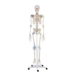  Erler Zimmer "Skeleton Otto with Ligament Apparatus" Skeleton Model